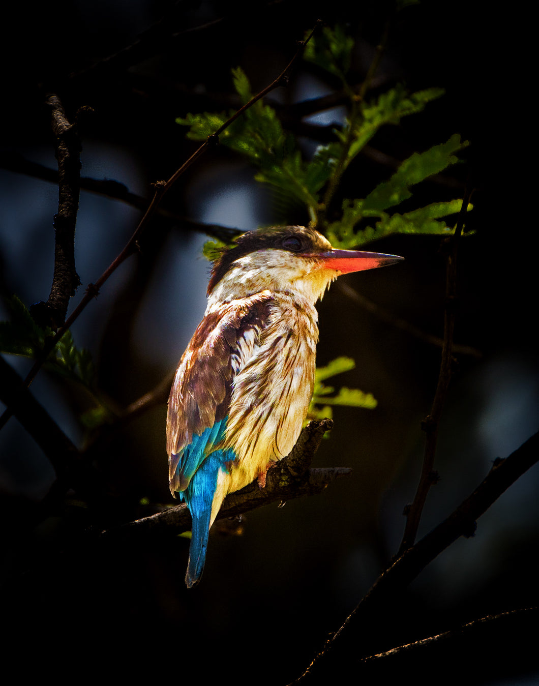 King Fisher (Original)