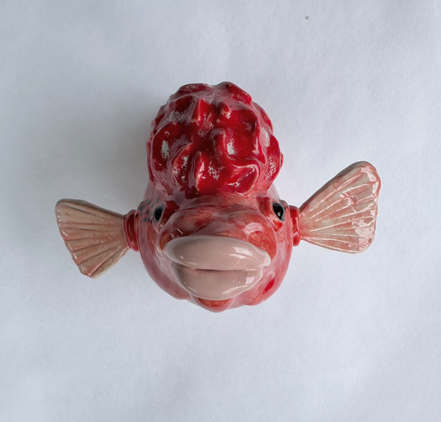 Honey Horned Goldfish