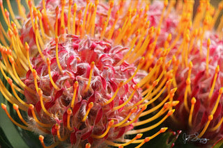 Protea - Fireworks