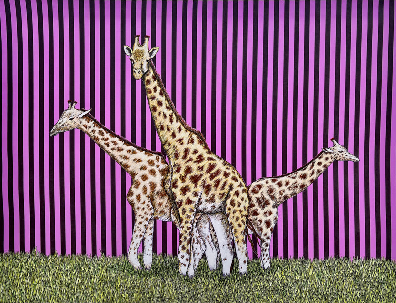 Giraffes (3 of a Kind)