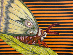 Moth Contemplating the Moon
