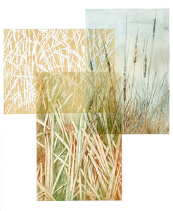 Cattail Pond 1/1