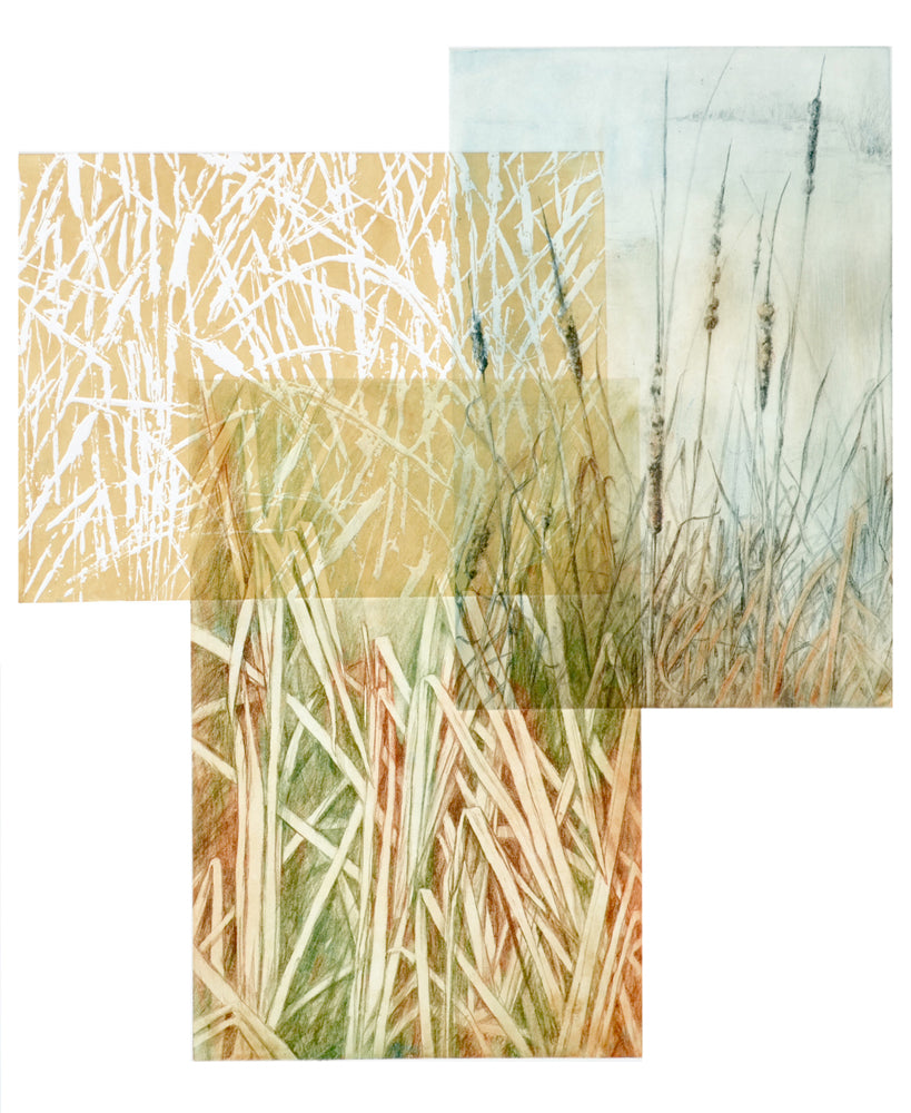 Cattail Pond 1/1