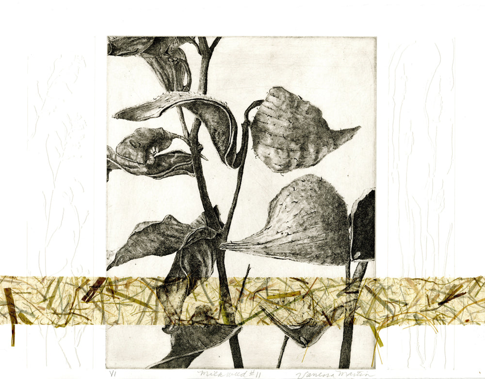 Milkweed #11